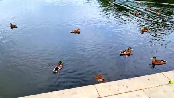 Anatra Tedesca Tuffarsi Lago Berlino Mentre Resto Del Gregge Nuotare — Video Stock