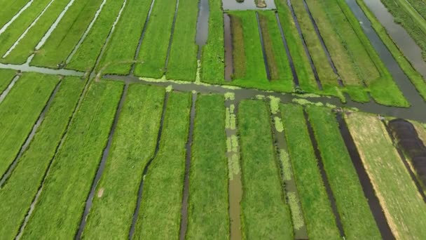 Weelderige Krimpenerwaard Landbouwgrond Droog Gepompt Met Omliggende Rivierkanalen Drone — Stockvideo