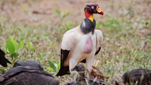 King Vulture Sarcoramphus Papa Black Vulture Coragyps Atratus Feeding Carcass — Stok Video