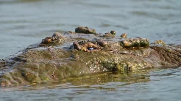 哥斯达黎加野生动物 美洲鳄鱼 Crocodile Crocodylus Acutus 在中美洲蓬塔雷纳斯省Tarcoles河中游泳时 紧闭双眼细部 — 图库视频影像