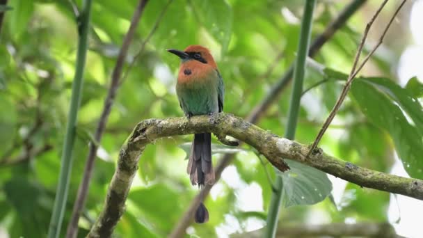 美しいコスタリカ鳥 広範な請求モット 電子Playrynchum 熱帯雨林のカラフルなエキゾチックな鳥 木の枝に浸透 アレナル火山国立公園 — ストック動画