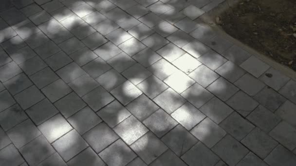 Sonnenlichter Reflektieren Hypnotisch Tanzende Bäume Auf Pflastersteinen Mittlerer Schuss — Stockvideo