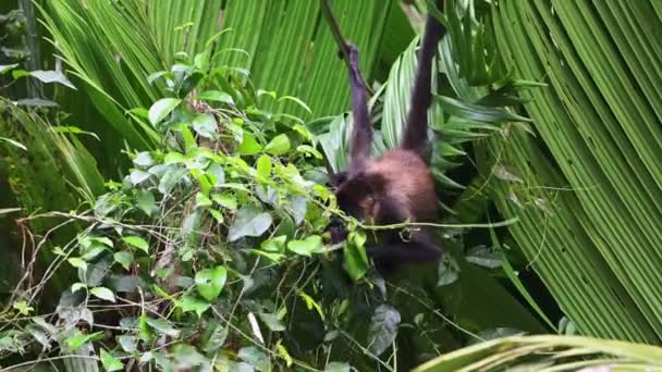 Geoffroys Spider Monkey Alias Black Handed Spider Monkey Ateles Geoffroyi — Video Stock