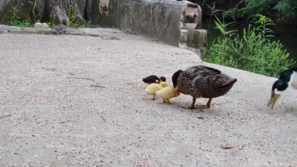 Ángulo Bajo Familia Patos Comiendo Con Ardilla Segundo Plano — Vídeos de Stock