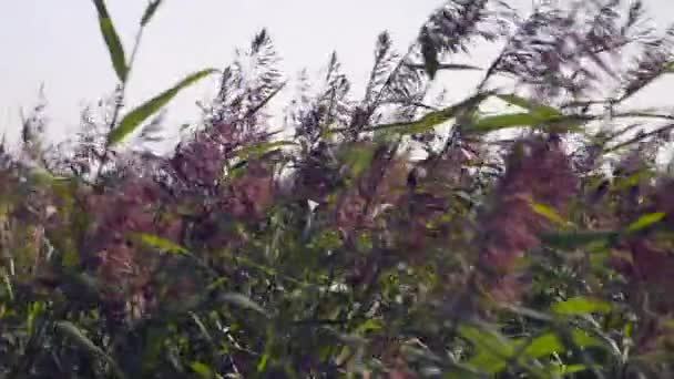 Grasveld Van Hoge Purpertop Tridens Wild Gras Waait Zomer Wind — Stockvideo