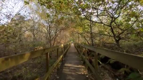 Lagoas Estoraos Park Portugal Long Walkway Forest Dolly — стоковое видео