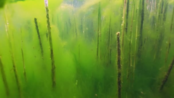 Υποβρύχια Λήψη Φυτών Που Μεγαλώνουν Φύκια Πράσινα Γλυκό Νερό — Αρχείο Βίντεο