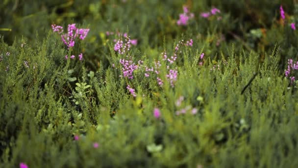 Close Shot Heather Shrubs Covered Delicate Pink Flowers Slow Motion — Stock Video