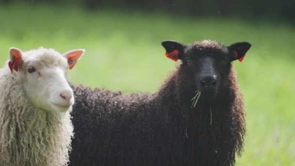 Close Shot Two Cute Curious Sheep Black White Graze Lush — Stock Video