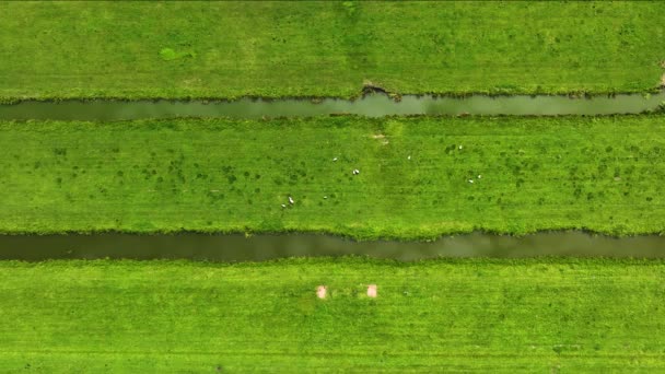 Terras Agrícolas Exuberantes Krimpenerwaard Bombeadas Secas Com Padrão Canal Fluvial — Vídeo de Stock