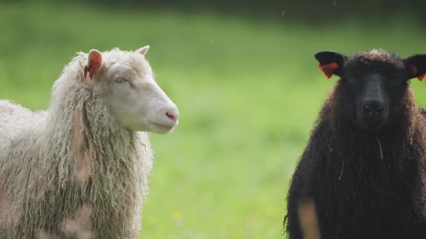 Δύο Πρόβατα Στέκονται Στο Καταπράσινο Λιβάδι Ένα Περίεργο Βλέμμα Αργή — Αρχείο Βίντεο