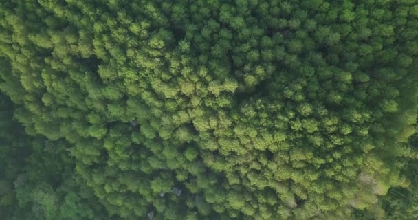 Aerial Overhead Shot Forest Dense Trees Farm Fields Menoreh Hill — Stock Video