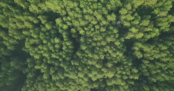 Vista Aérea Superior Del Bosque Con Clima Ligeramente Brumoso Colina — Vídeo de stock
