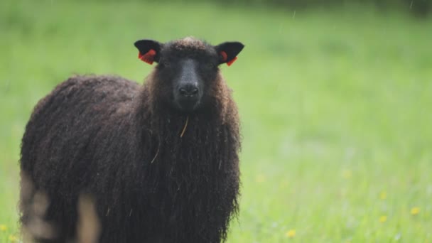 Close Shot Black Wooly Sheep Lush Green Meadow Blurry Foreground — Stock Video