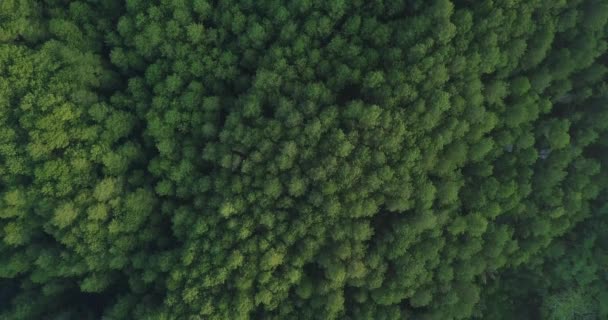 Boven Het Hoofd Drone Schot Van Het Bos Menoreh Hill — Stockvideo