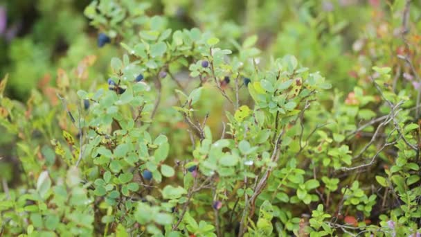 Primer Plano Los Arbustos Arándanos Con Bayas Azules Maduras Cámara — Vídeo de stock