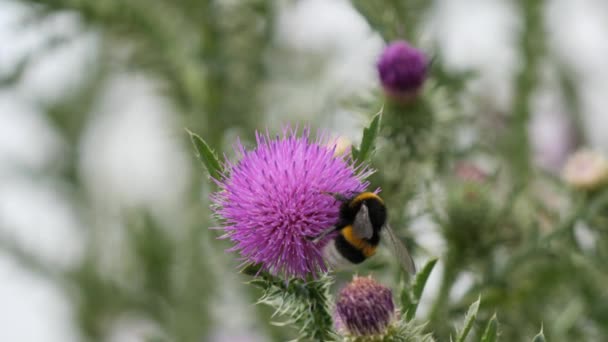 綿のアザミやスコットランドのアザミが風に優しく揺れるバンブルビーを魅了する花粉を集める — ストック動画