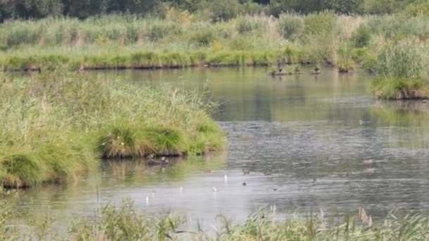 Many Ducks Other Birds Swimming Calm Lake Diving Food Summer — Stock Video