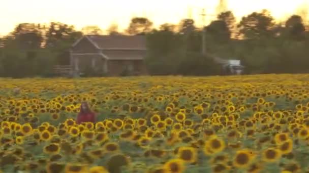 Drone Parallax Shot Young Girl Middle Perfect Sunflower Field — Stock Video