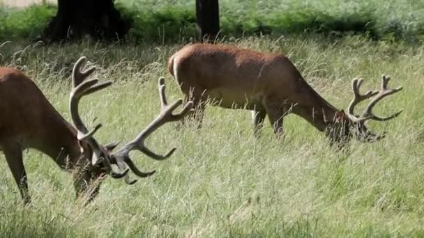 Närbild Två Magnifika Kronhjort Som Äter Gräs Solig Sommardag Richmond — Stockvideo