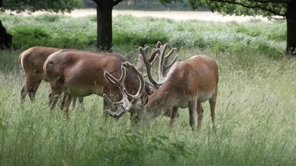 Feche Três Majestosos Veados Macho Vermelho Exemplar Richmond Park Londres — Vídeo de Stock