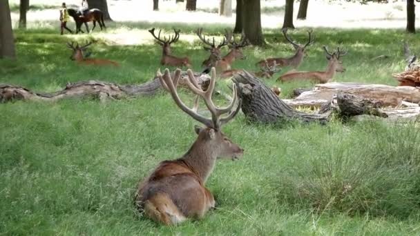 Red Deer Herd Sdraiato Sull Erba Nation Naturure Reserve Richmond — Video Stock