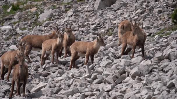 Αγριόκοτες Στα Βουνά Stoney Κοντινό Πλάνο — Αρχείο Βίντεο