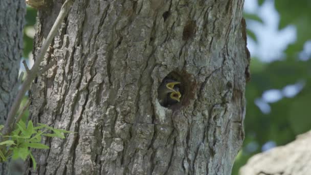 欧洲Starling小鸡在巢穴等待食物 — 图库视频影像