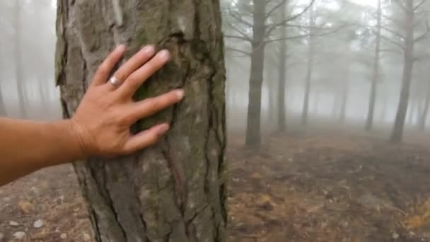 Tersesat Hutan Berkabut Dingin Pov Dengan Pohon Pinus Dan Satu — Stok Video