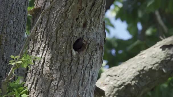 ヨーロッパのスターリングは木の巣の空洞から飛んで 野鳥の行動 — ストック動画