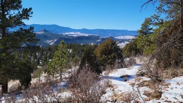 Rocky Mountain View Pine Tree Woodland Forest Snow Ground Winter — Stok Video