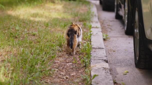 Widok Tylny Utraconej Ulicy Pomarańczowy Czarny Kot Samotnie Przez Zaparkowane — Wideo stockowe