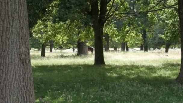 Reitstunde Richmond Park London Ausbilder Hackt Mit Kind Durch Eichen — Stockvideo