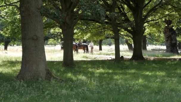 Richmond Park Reservatets Trädlandskap Ridning Längs Betelbanan Instruktör Med Ett — Stockvideo