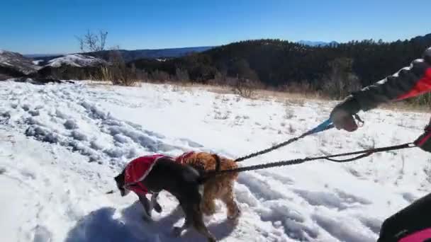 在一个阳光灿烂的日子里 一个身份不明的旅行者带着两只狗在雪地里徒步旅行 带着带着翅膀的外套或夹克 黄金狗 Pov — 图库视频影像