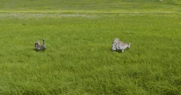 Couple Eurasian Crane Walking Green Field Forage Food Close — Stock Video