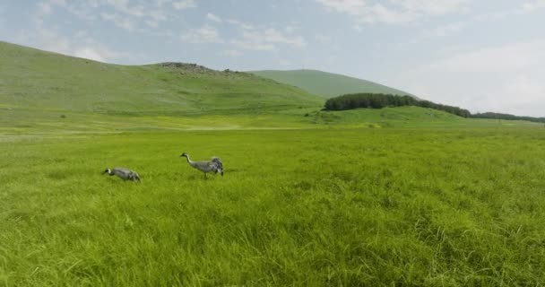 Par Vanliga Tranfåglar Promenader Ängen Med Grönt Gräs Låg Luftfuktighet — Stockvideo