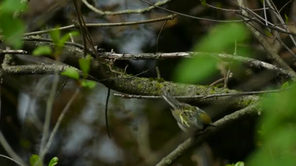 Vista Cerca Castaña Setophaga Pensylvanica Moviéndose Una Rama Árbol Otra — Vídeo de stock