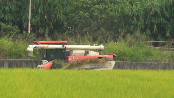 Farmář Sklízí Plodiny Multifunkčním Rýžovým Sklízecím Strojem Rýžový Sklízecí Traktor — Stock video