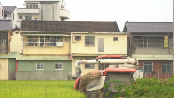 Rice Harvester Reaping Threshing Winnowing Cultivated Rice Paddy Field Rural — Stock Video