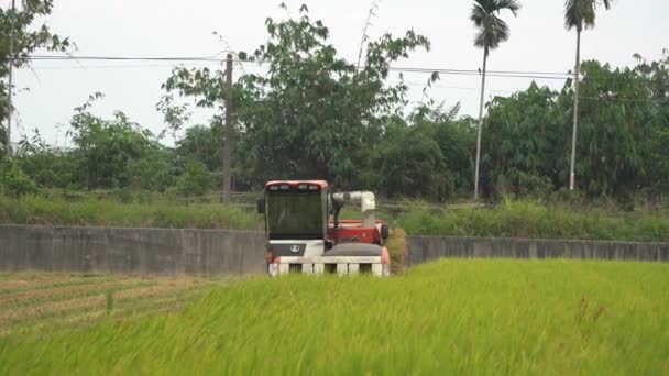 Campo Arroz Con Cáscara Cultivado Agricultor Cosechando Los Cultivos Con — Vídeo de stock