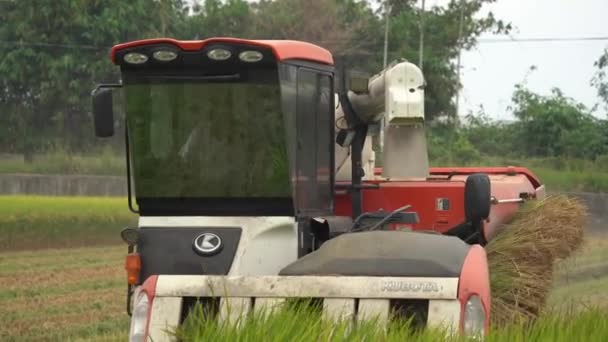 Close Shot Farmer Driving Multifunctional Paddy Harvesting Machine Ripen Golden — Stock Video