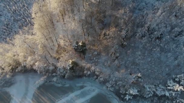 Filmagem Aérea Sobre Uma Bela Floresta Nevada Dia Ensolarado Inverno — Vídeo de Stock