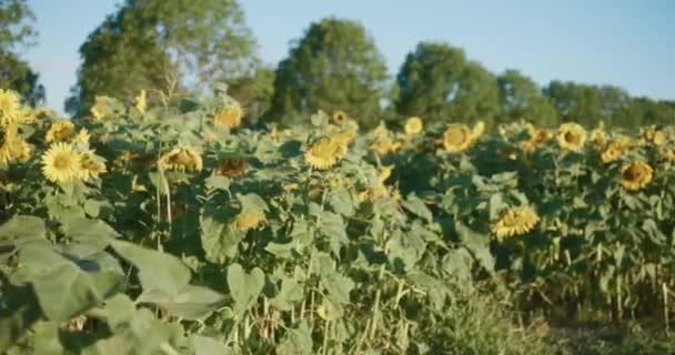 Zonnebloemenveld Bomen Boerderij Zonsopgang Zijaanzicht — Stockvideo