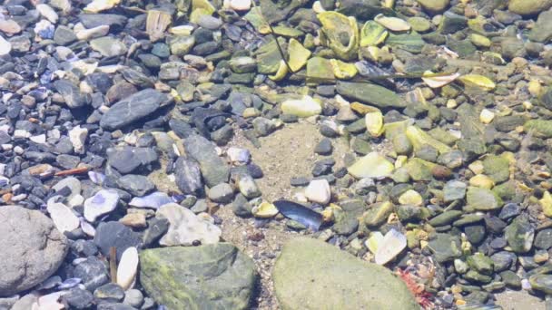 Μικρά Μικροσκοπικά Καβούρια Σέρνονται Κατά Μήκος Του Πυθμένα Μιας Παλιρροιακής — Αρχείο Βίντεο