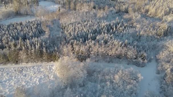 Riprese Aeree Una Bellissima Foresta Innevata Una Giornata Invernale Soleggiata — Video Stock