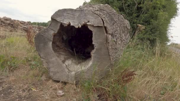 2022 Július Nagy Üreges Rönköt Kapunak Használják Ami Megakadályozza Hogy — Stock videók