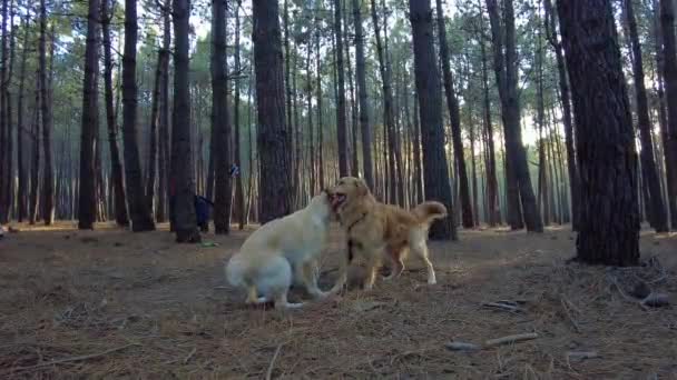在保加利亚雄伟的森林里玩耍的两只成年金毛猎犬 — 图库视频影像
