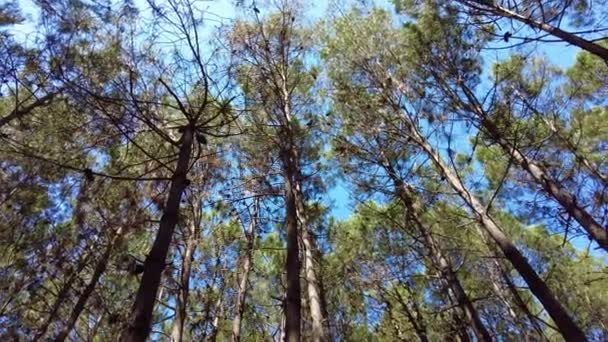 ブルガリアのKamchiiski Piasutsi森林の背の高い木を見上げます — ストック動画