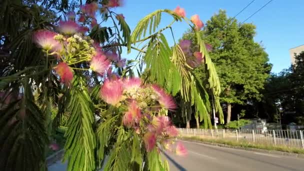 Fiori Esotici Rosa Sul Lato Viale Trafficato Nella Grande Città — Video Stock